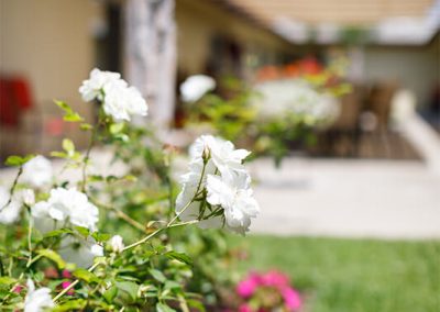 Mission Palms Courtyard flowers