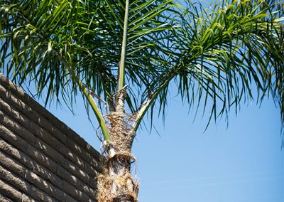 Mission Palms front palm tree